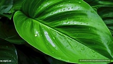 Home Decor - Difusor de Aroma para Sono com